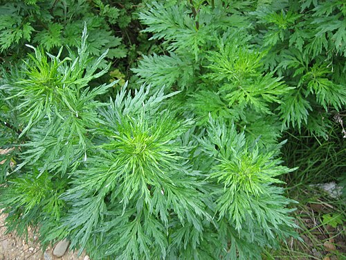 pianta di artemisia usata nella skincare coreana